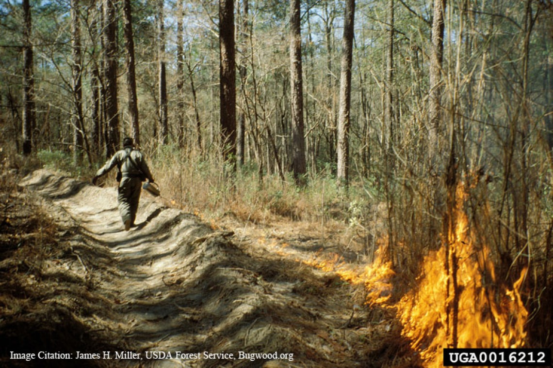 Climate mitigation can provide co-benefits such as prescribed fire that reduces future greenhouse gas emissions and increases forest resiliency.
